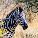 zebra in kruger